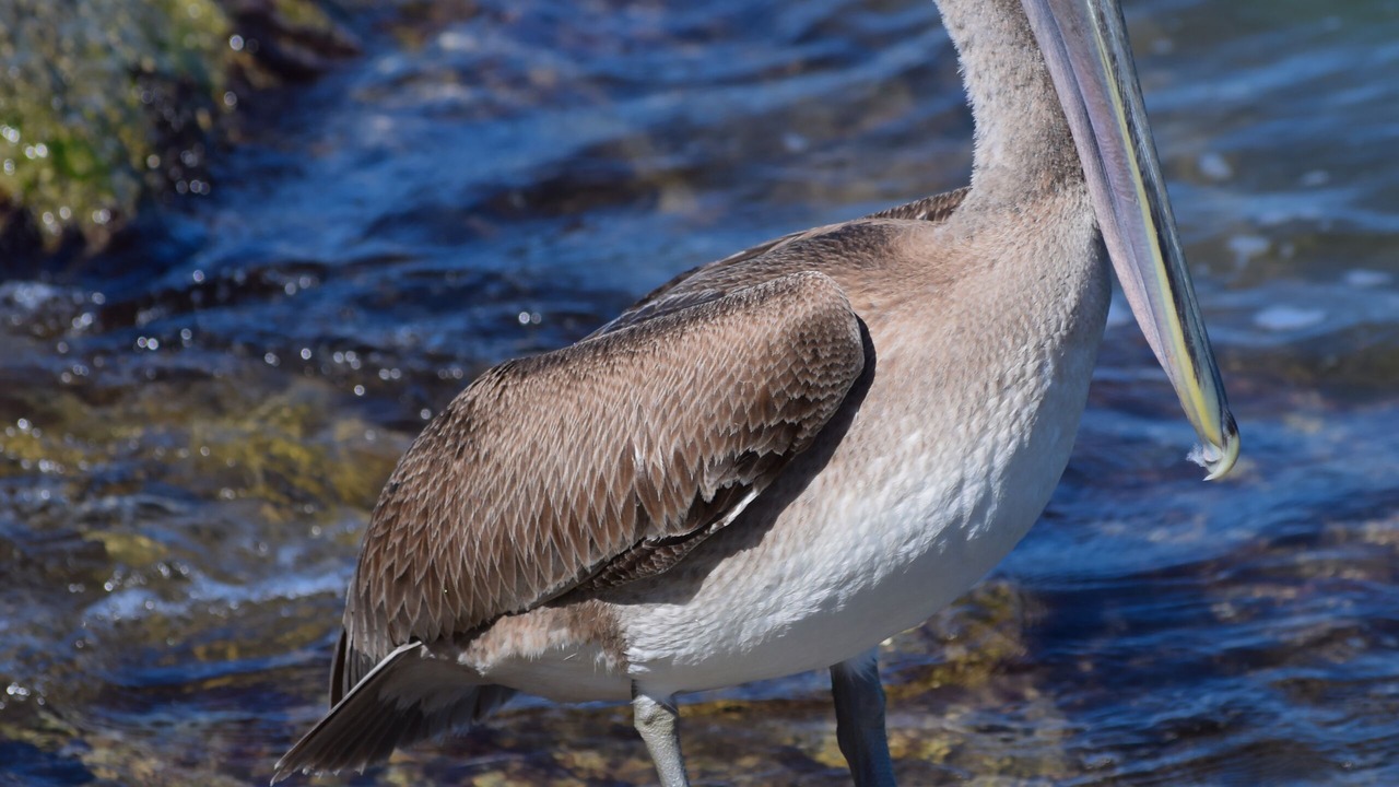 Photo of Others in Nokomis
