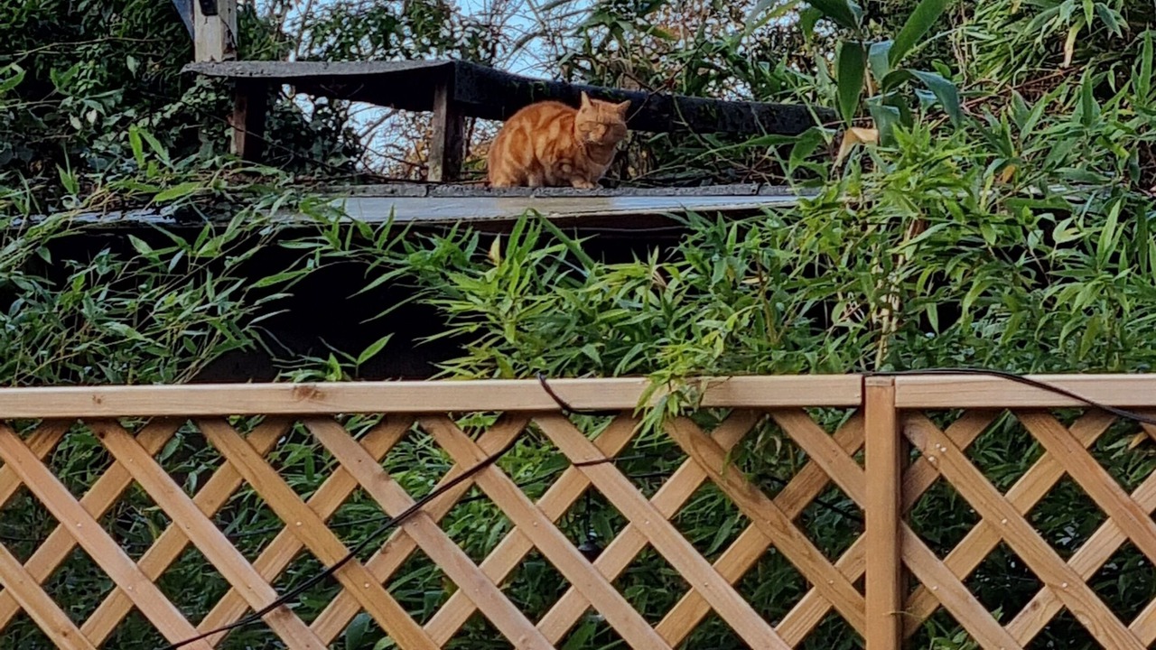 Photo of Others in Mapesbury