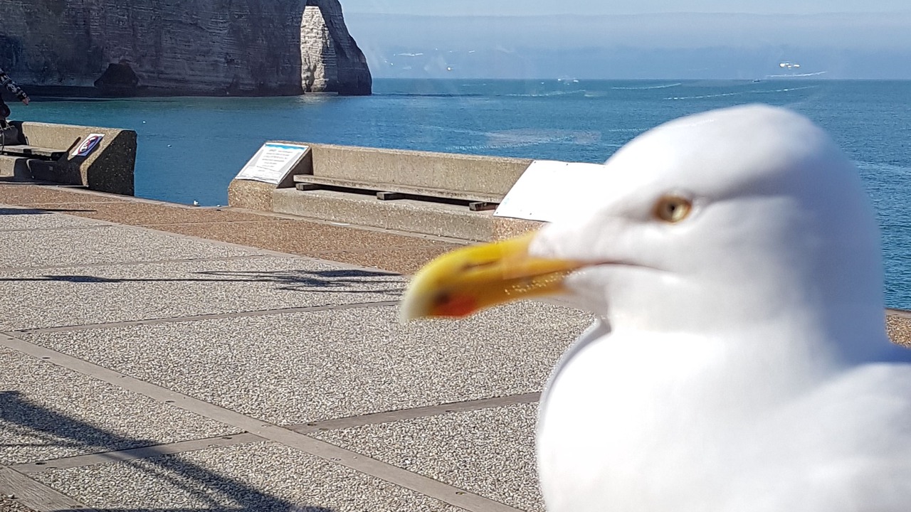 Photo of Others in Etretat
