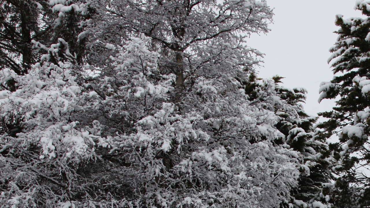 Photo of Outdoor in Oberon