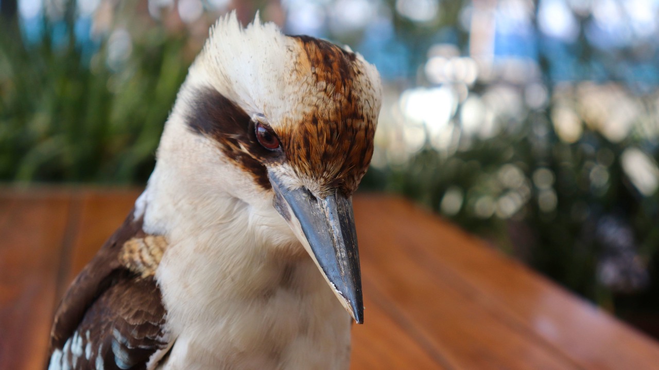 Photo of Outdoor in Huskisson