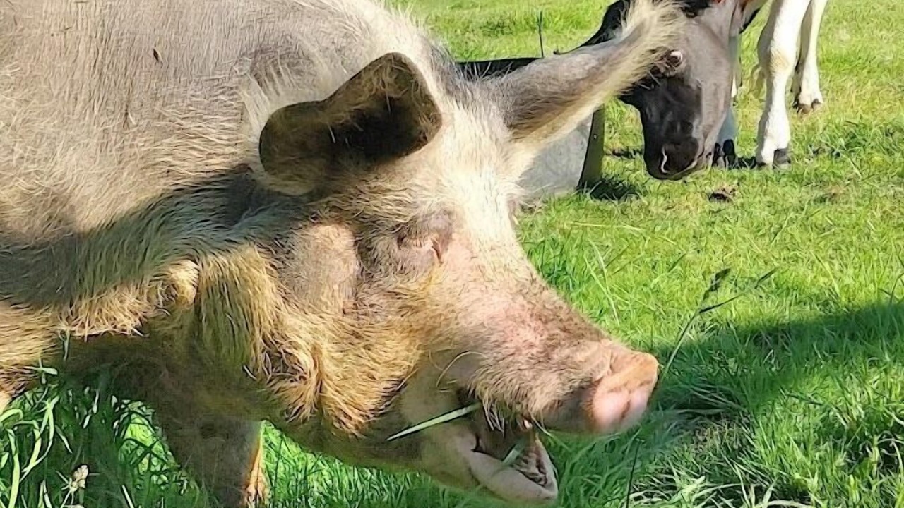 Photo of Outdoor in Landudec