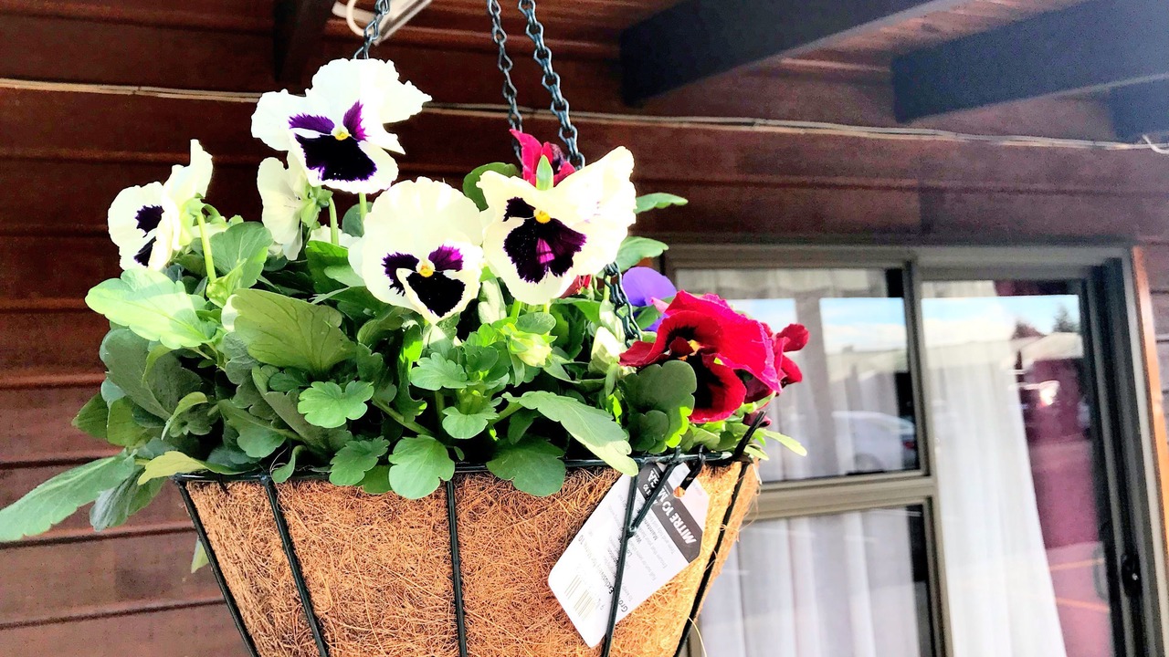 Photo of Outdoor in Papatoetoe