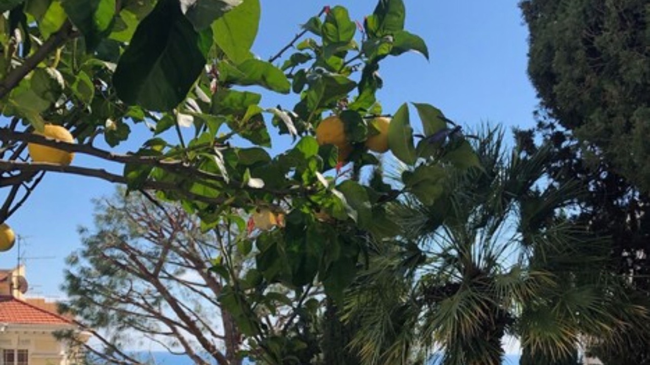 Photo of Outdoor in Cap d'Ail