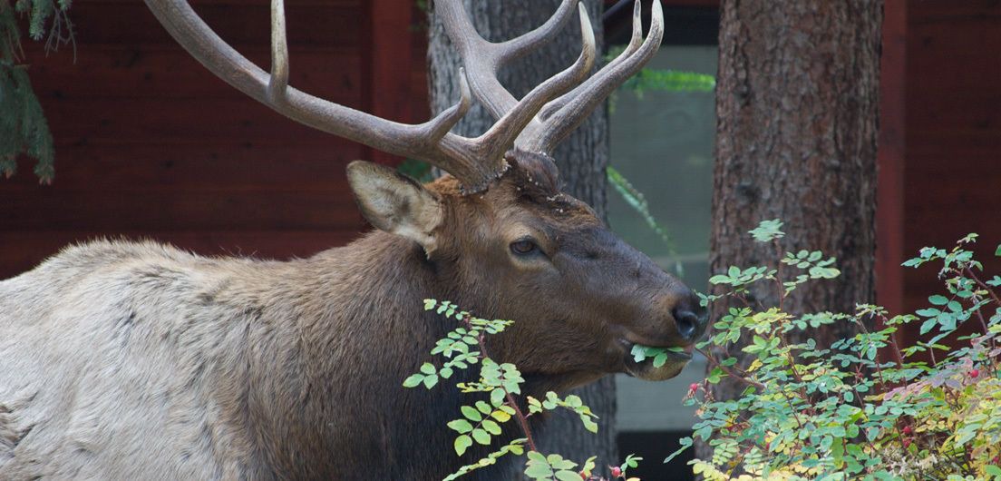 Photo of Outdoor in Estes Park