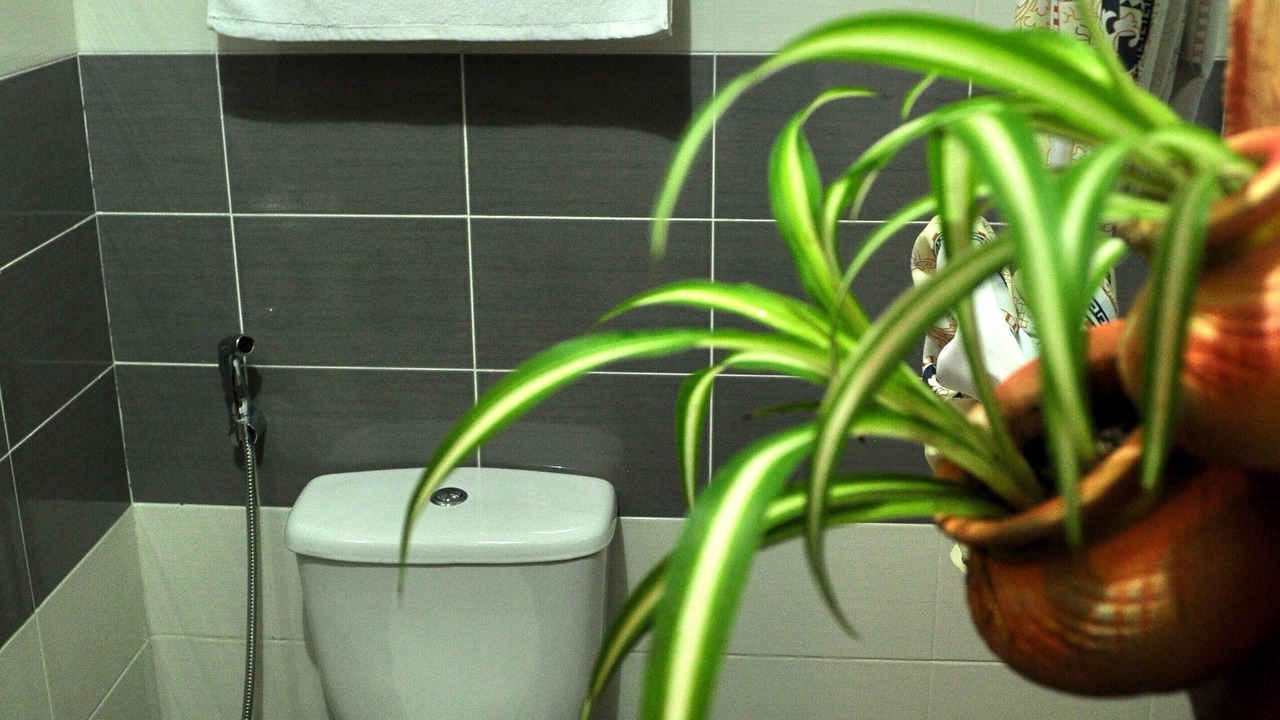 Photo of Others in Kota Kinabatangan