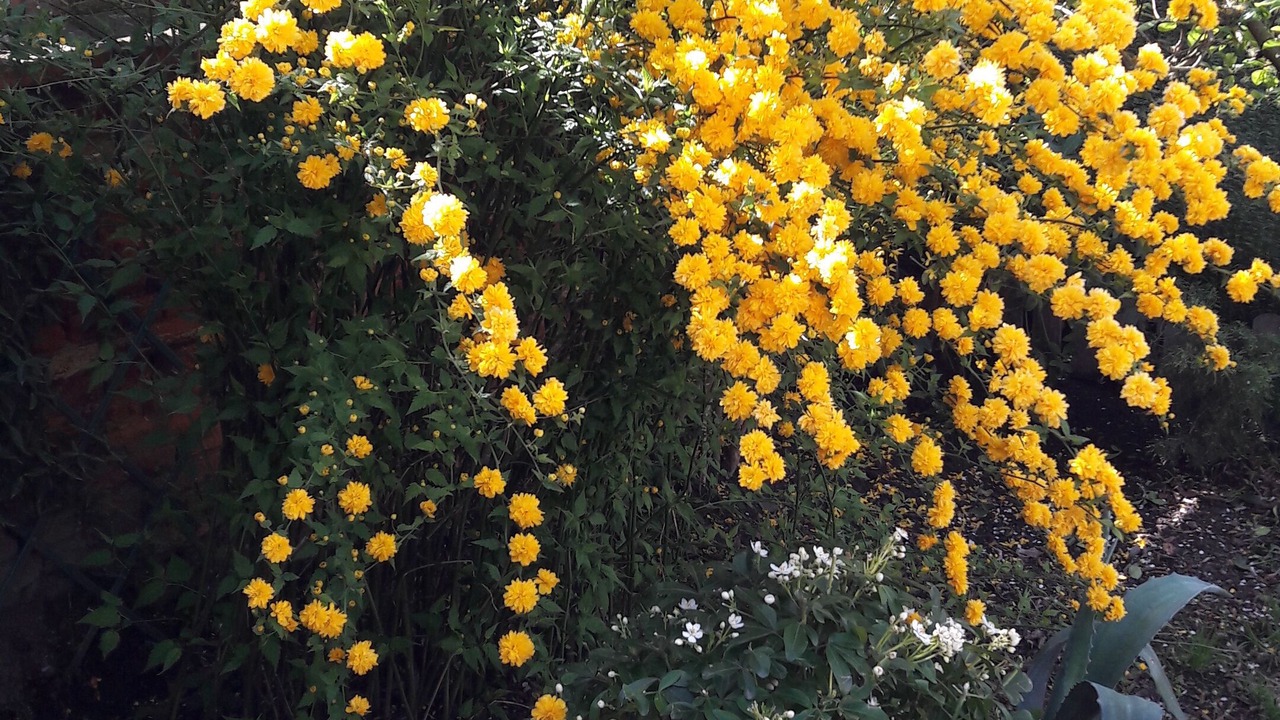 Photo of Outdoor in Cugnaux