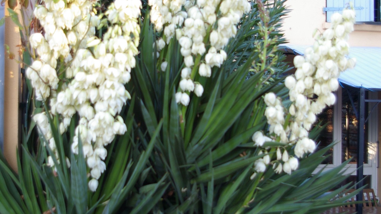 Photo of Outdoor in Cugnaux