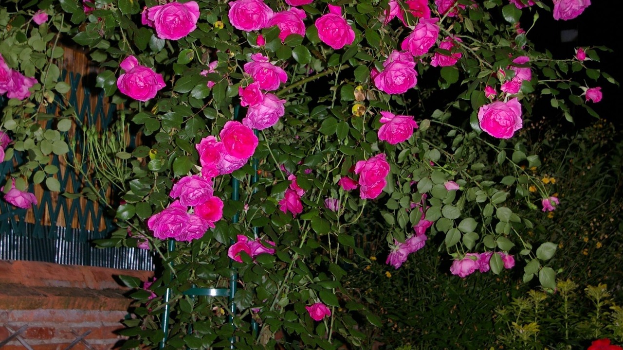 Photo of Outdoor in Cugnaux