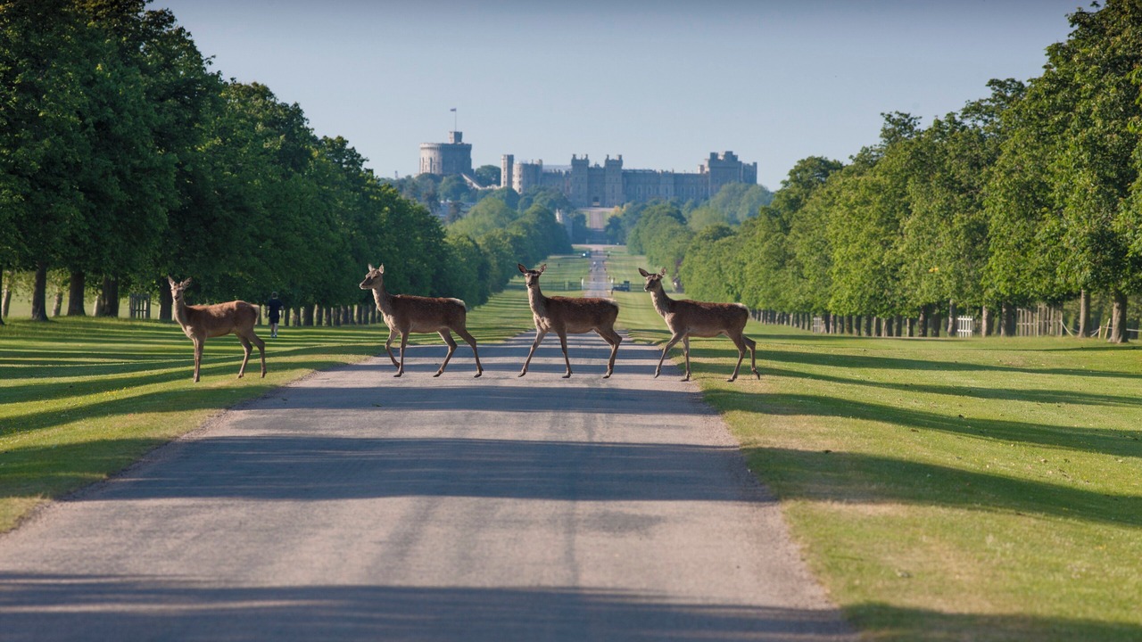 Photo of Others in Windsor