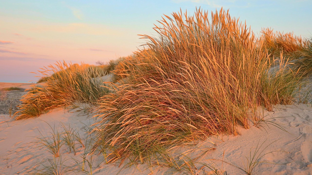 Photo of Others in Skagen