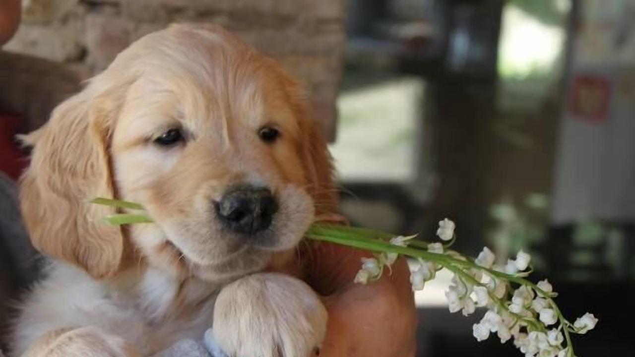 Photo of Others in Montelier