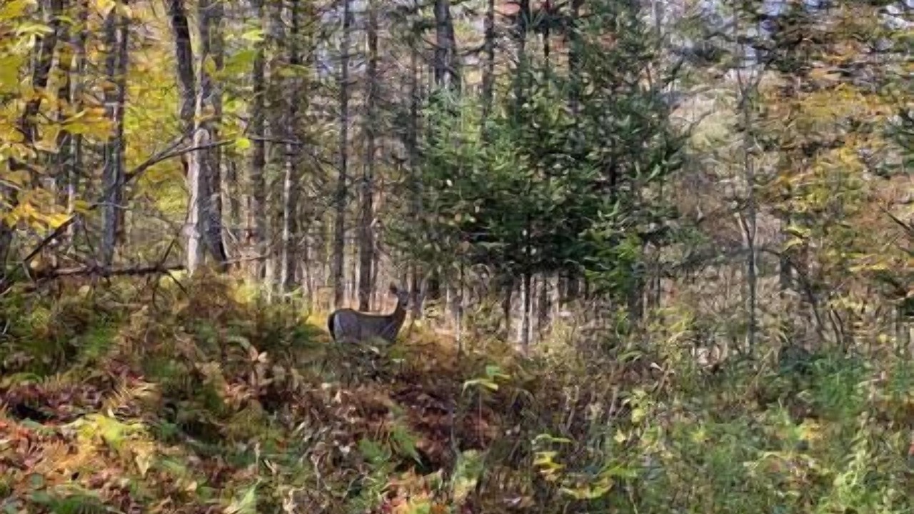 Photo of Outdoor in Indian Lake