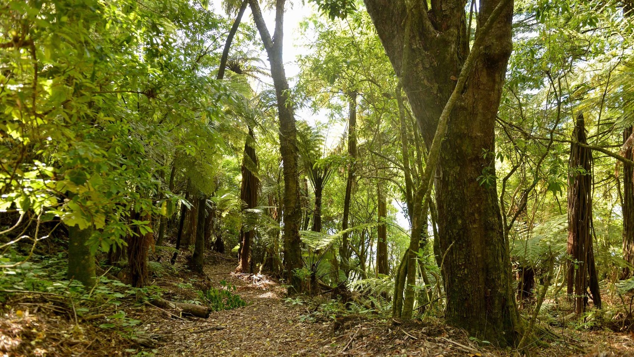 Photo of Outdoor in Tiniroto