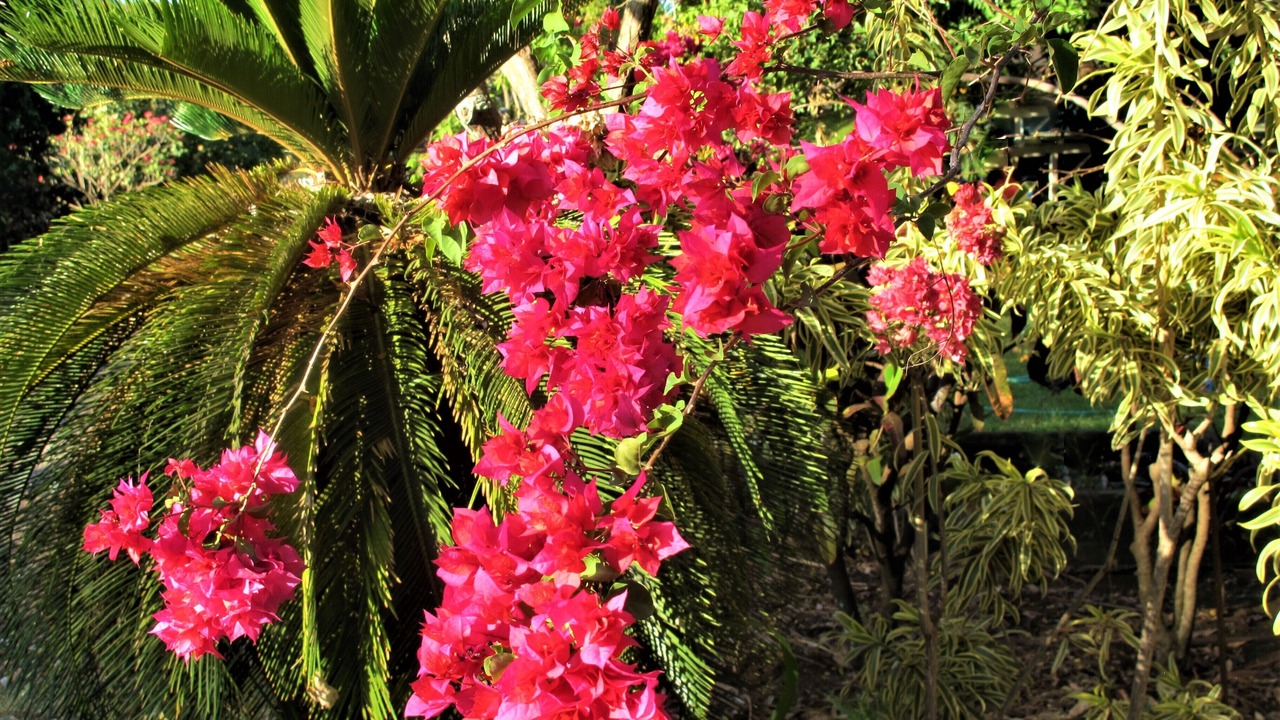 Photo of Outdoor in Waimea