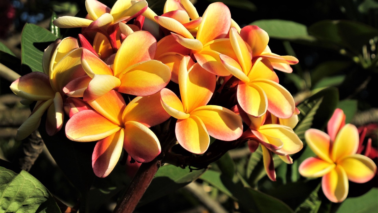 Photo of Outdoor in Waimea