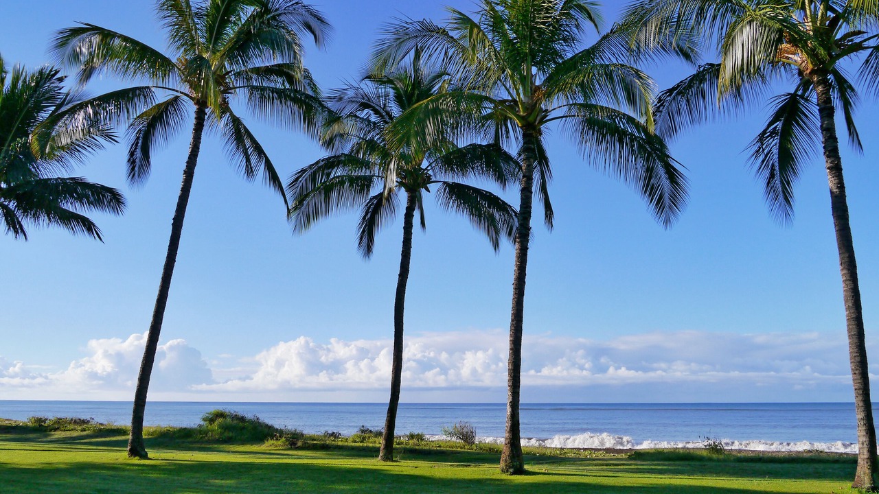Photo of Others in Waimea