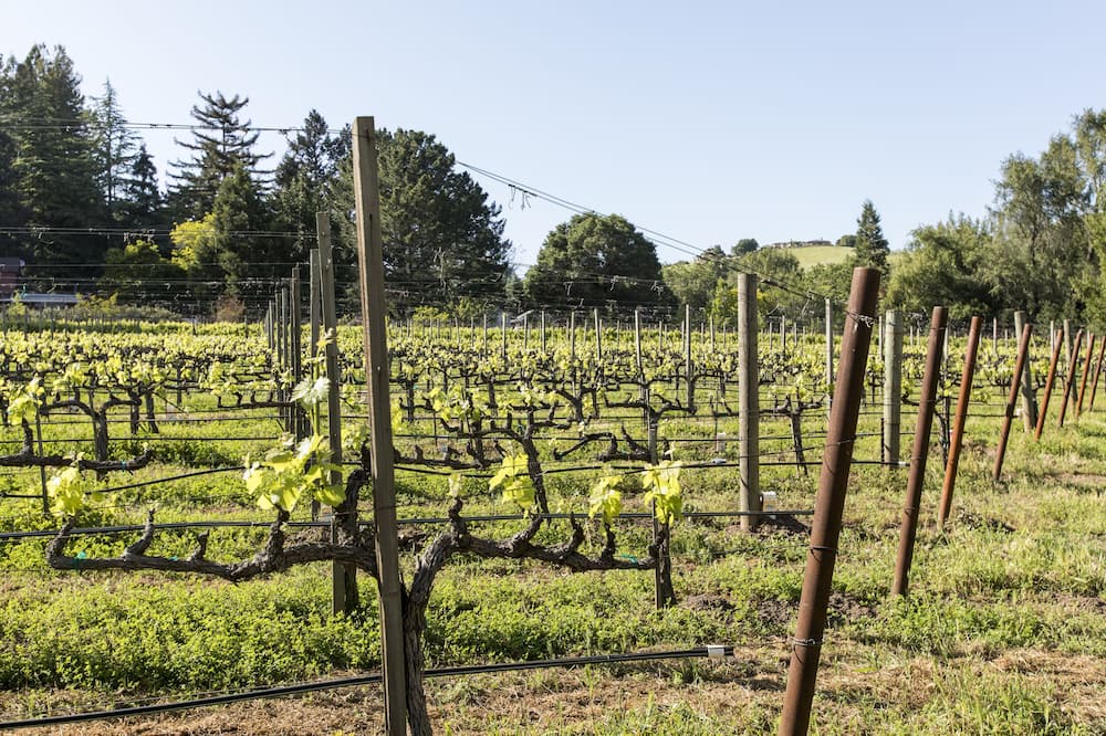Photo of Outdoor in Napa