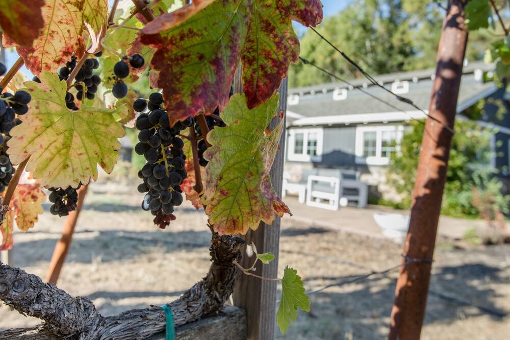 Photo of Outdoor in Napa