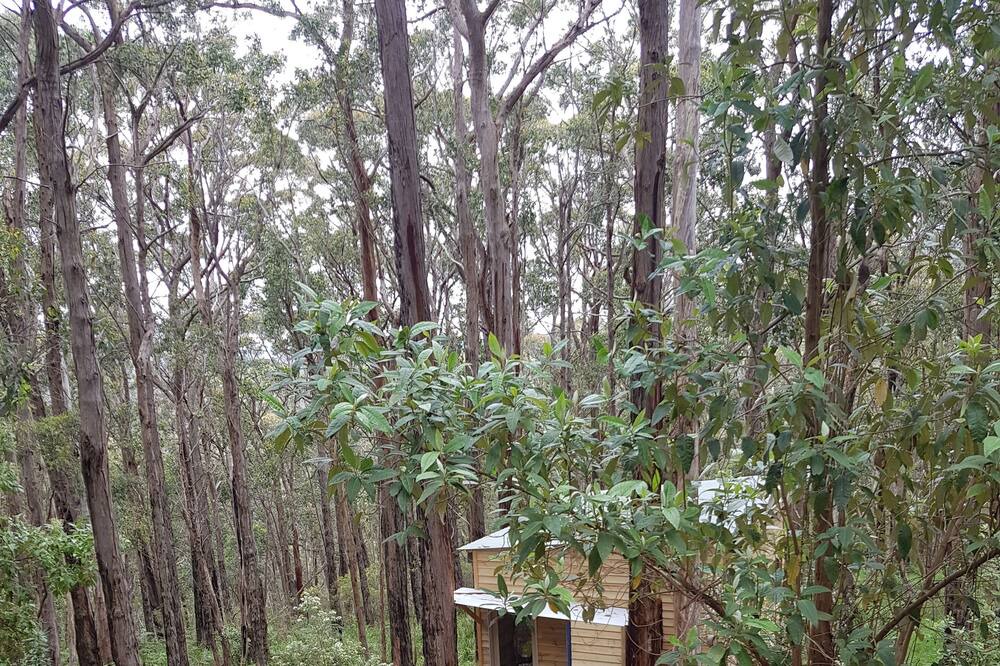 Photo of Outdoor in Riddells Creek
