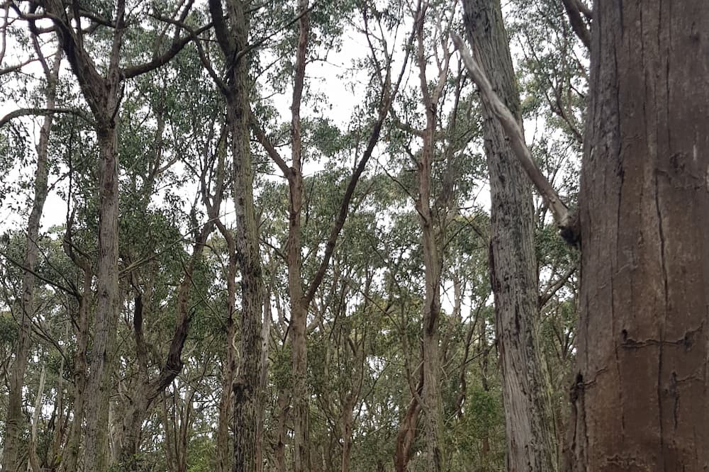 Photo of Others in Riddells Creek