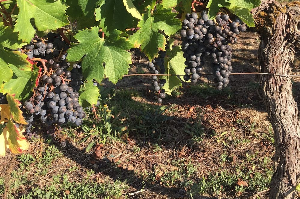 Photo of Outdoor in Verac