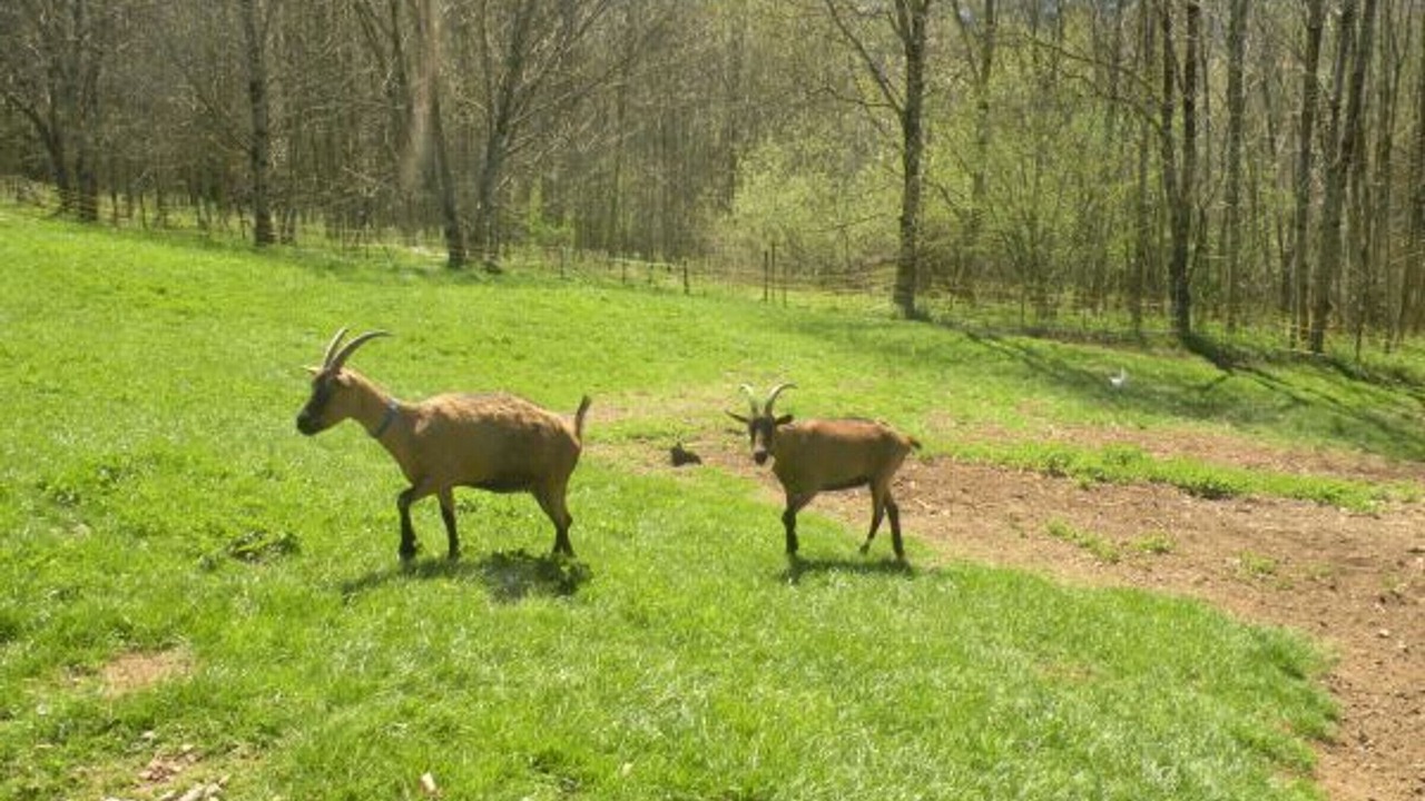 Photo of Outdoor in Fraize