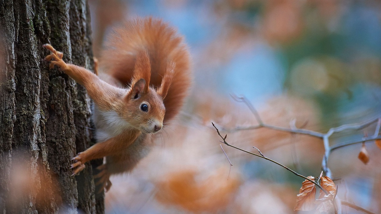Photo of Others in Ardgay