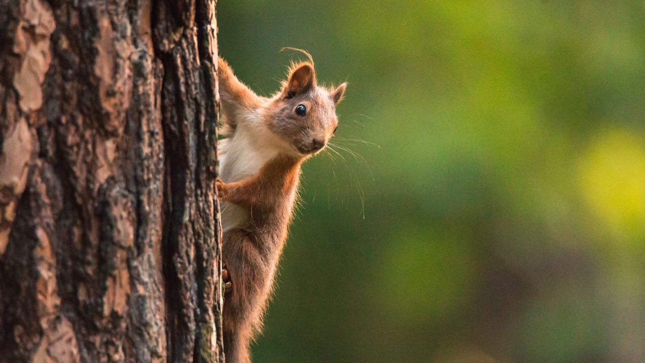 Photo of Others in Ardgay