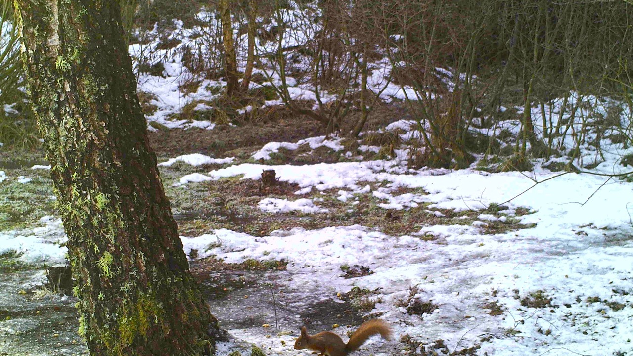 Photo of Others in Ardgay