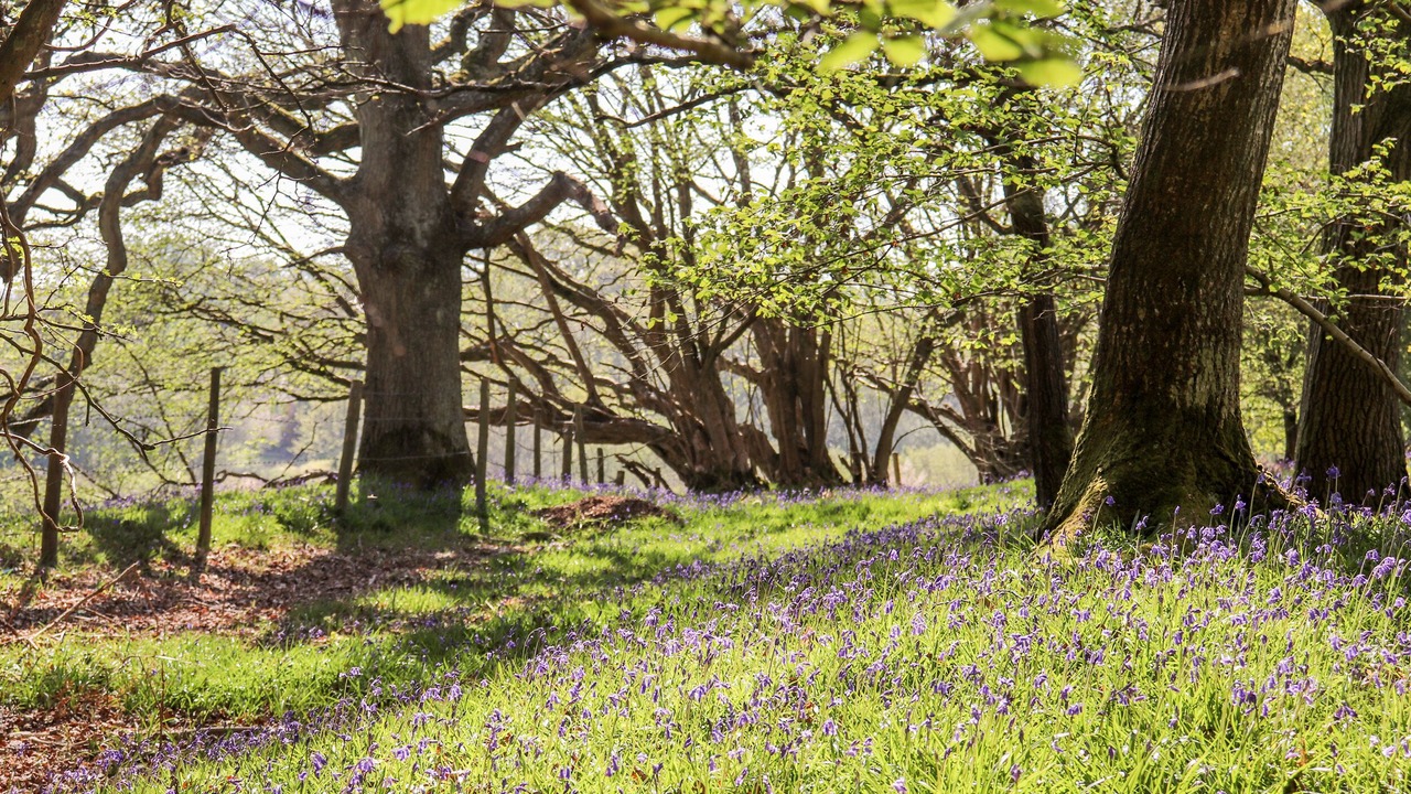 Photo of Others in Wimborne