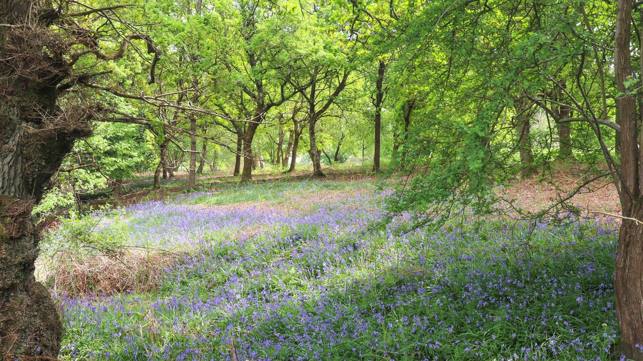 Photo of Others in Wimborne