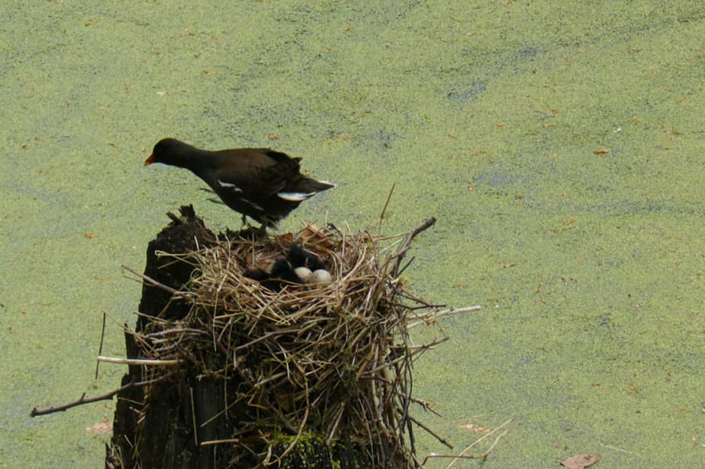 Photo of Outdoor in Saint-Leonard