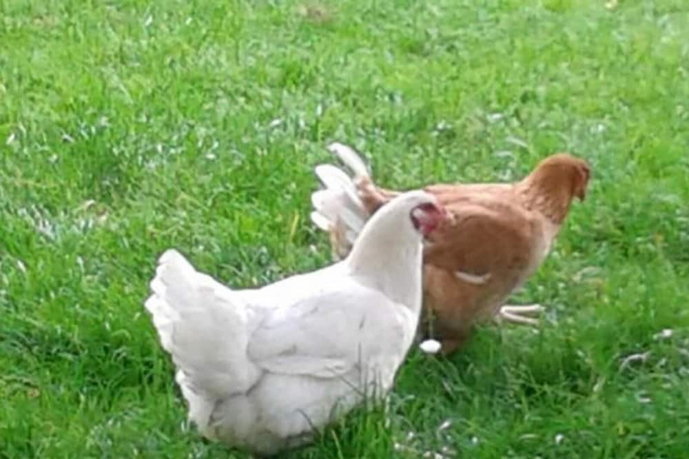 Photo of Outdoor in Cauville-sur-Mer