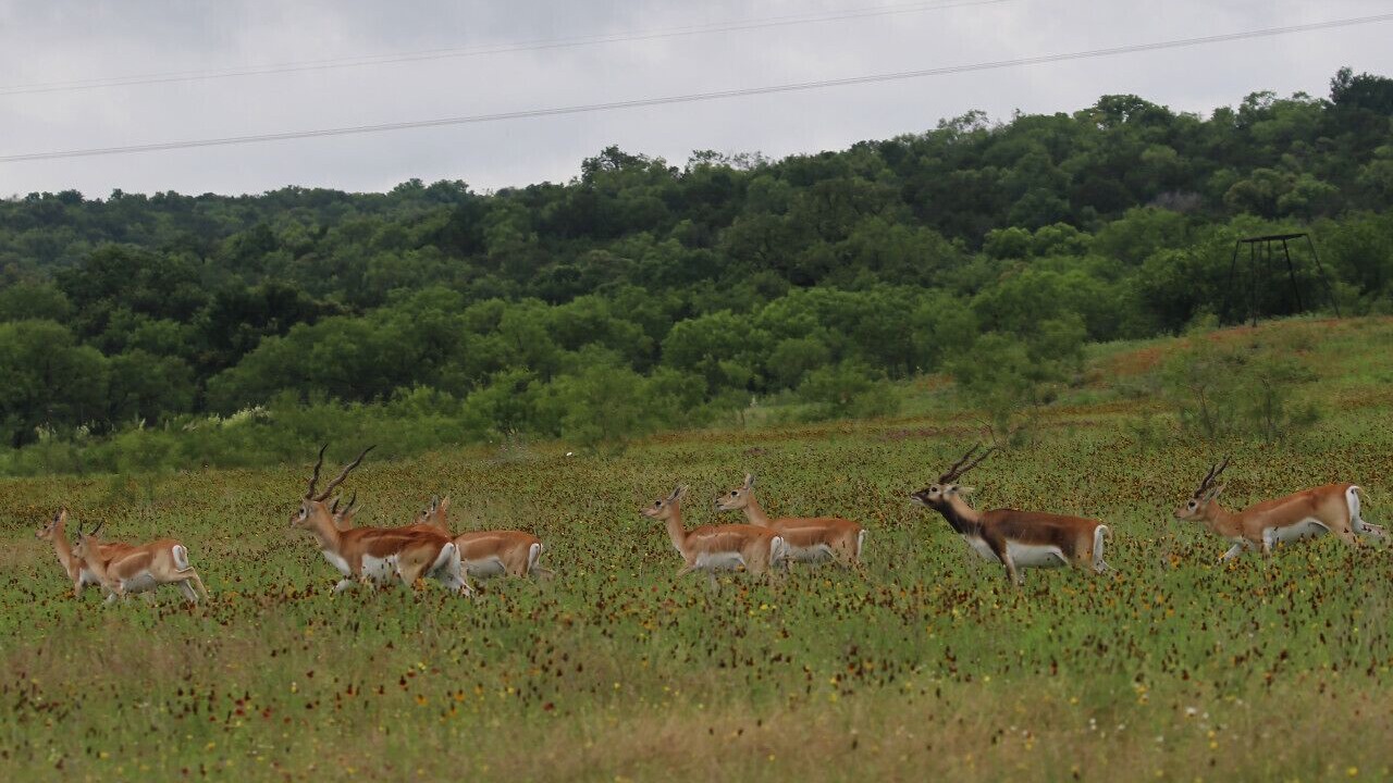 Photo of Others in Lometa