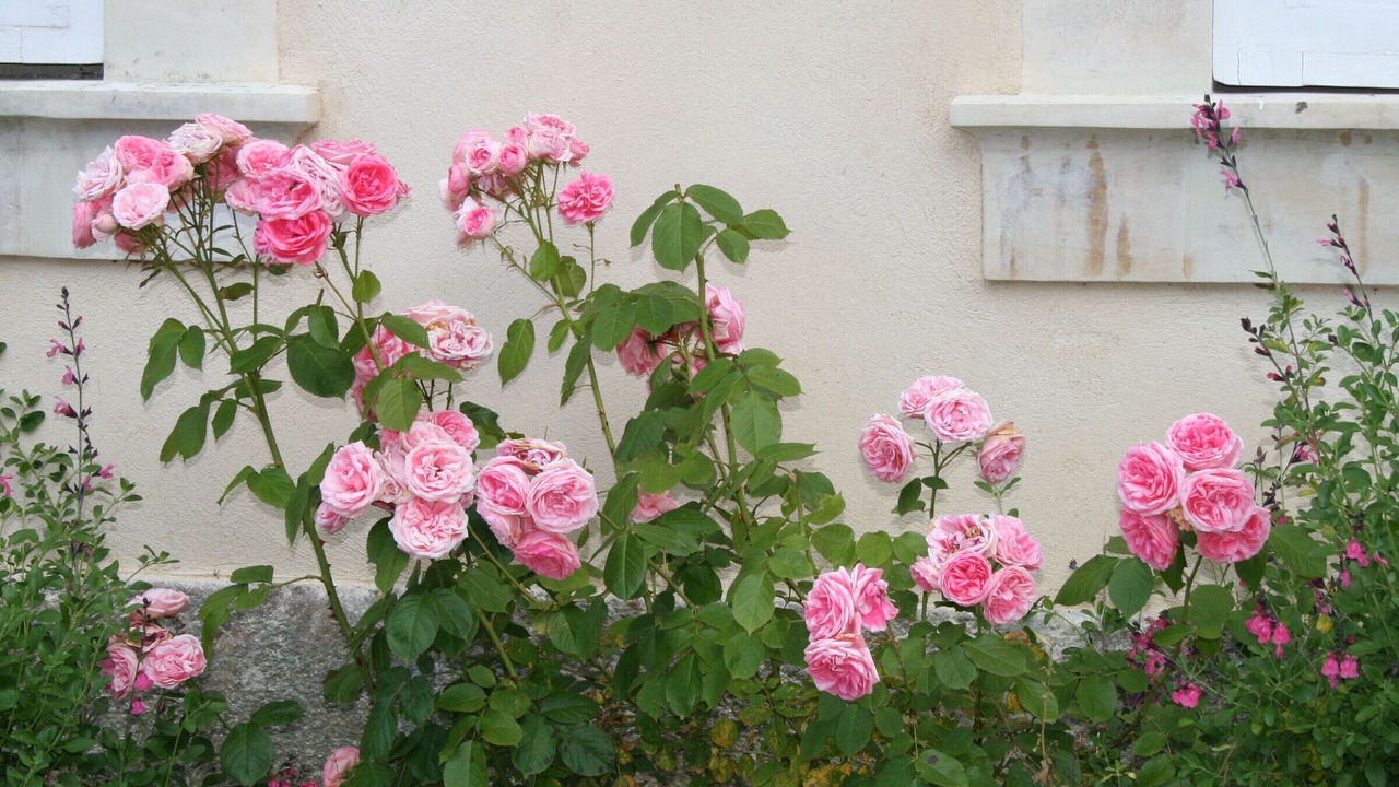 Photo of Outdoor in Precigne