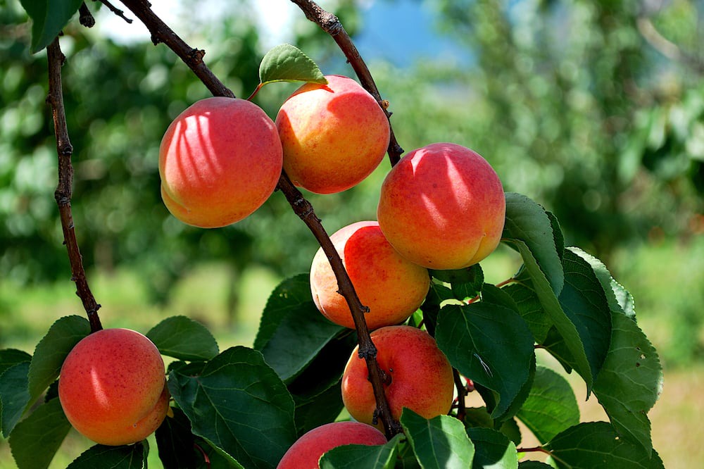 Photo of Outdoor in Saillon