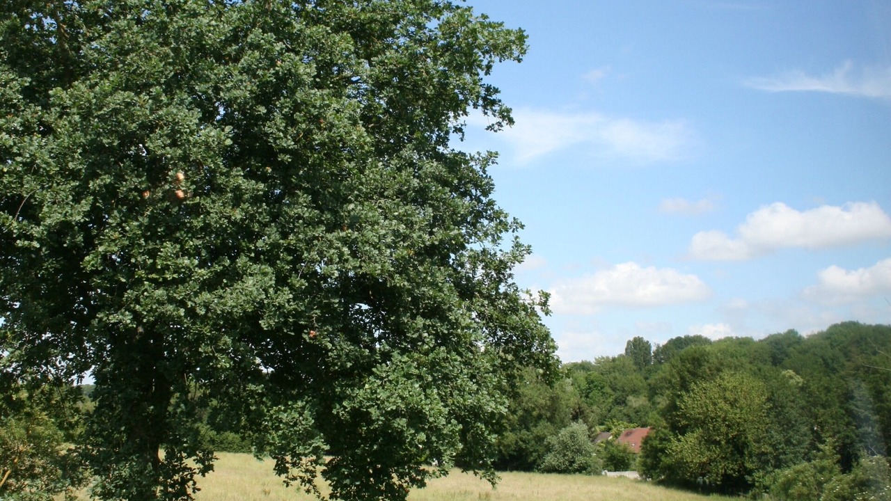 Photo of Outdoor in Conches-sur-Gondoire