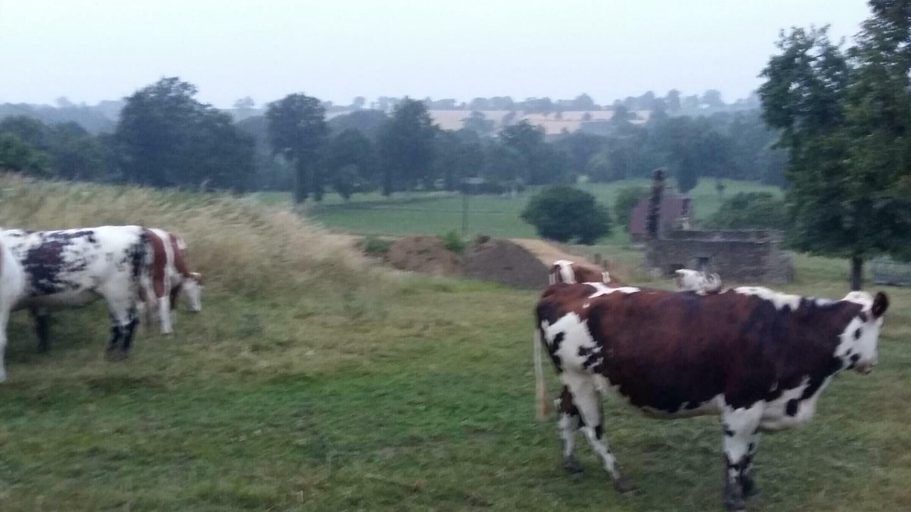 Photo of Outdoor in Tinchebray-Bocage