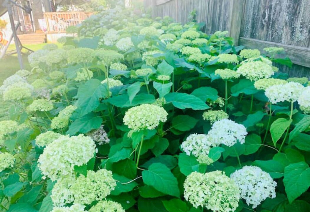 Photo of Outdoor in Indianapolis