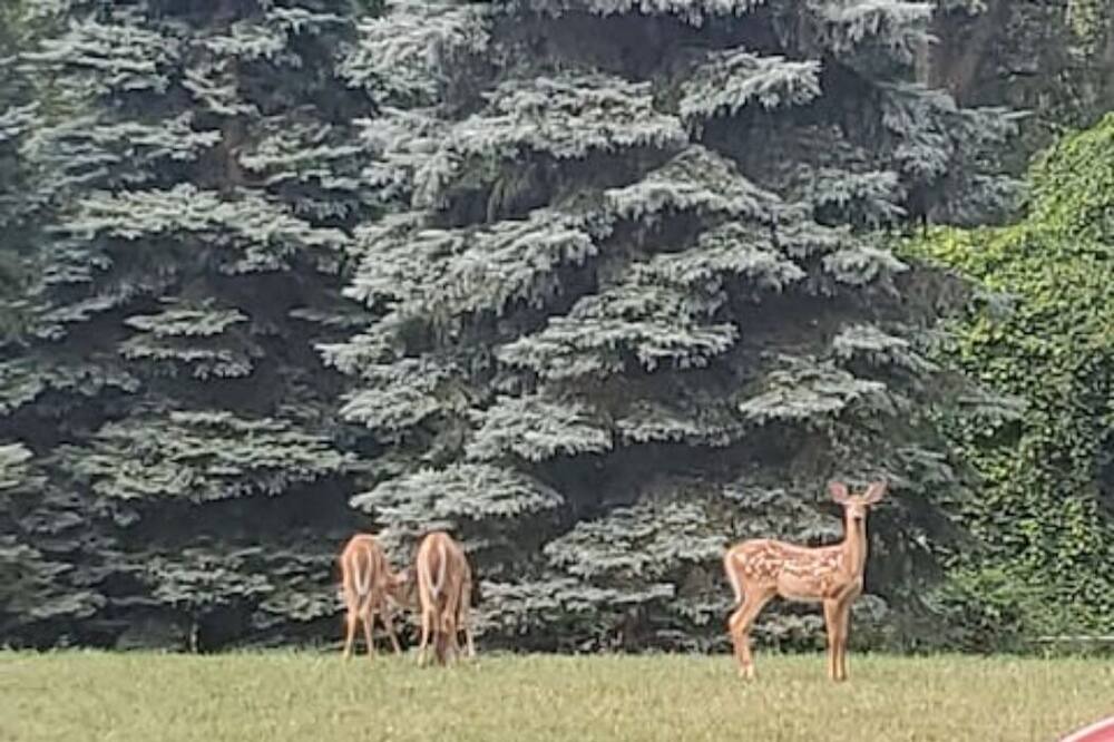 Photo of Others in West Irondequoit