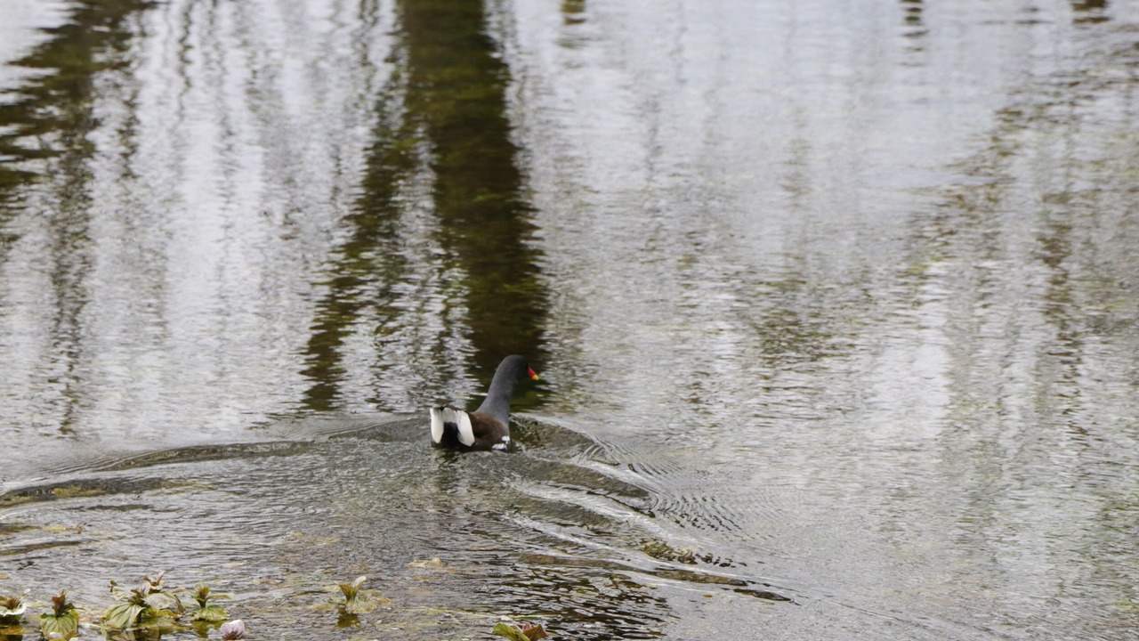 Photo of Others in Winterborne Zelston