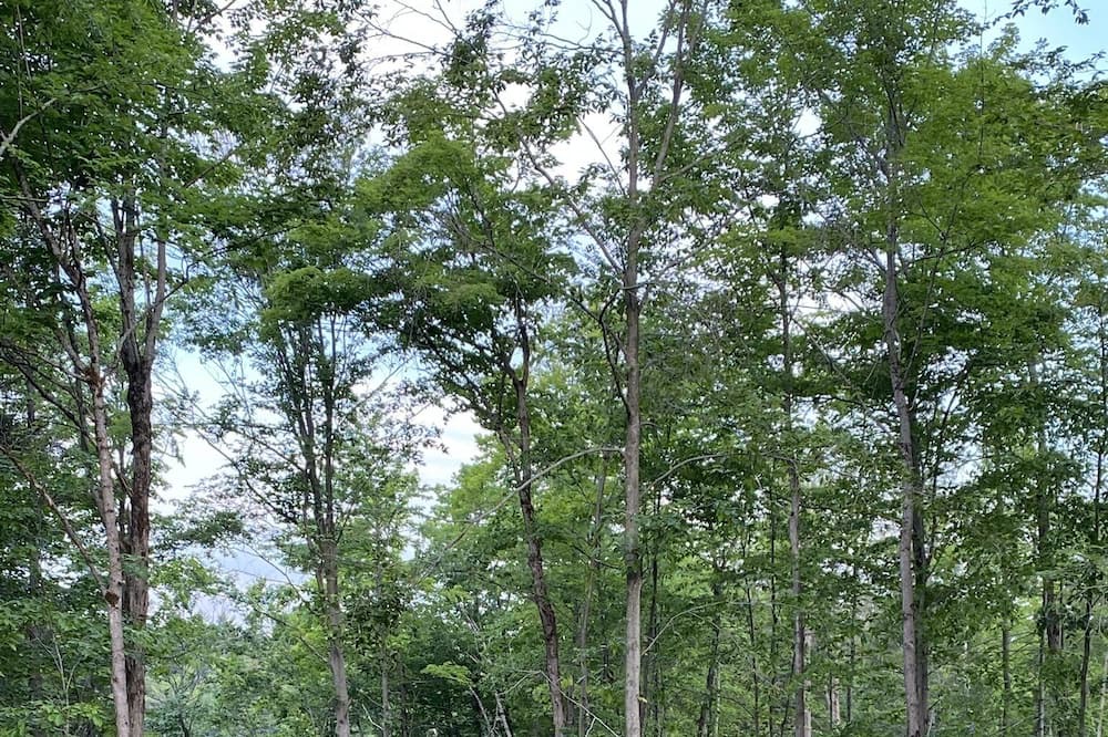 Photo of Outdoor in Shawinigan