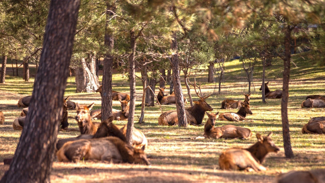 Photo of Others in Ruidoso