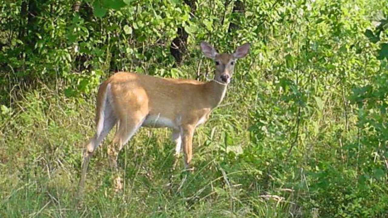Photo of Outdoor in Holiday Island