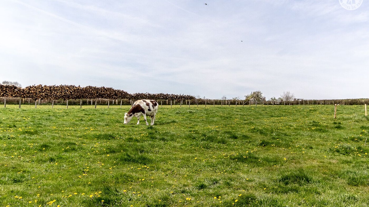 Photo of Others in Cussy-en-Morvan