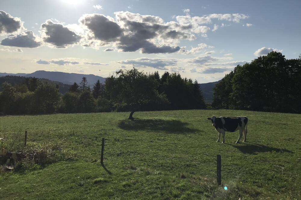 Photo of Outdoor in Bertrimoutier