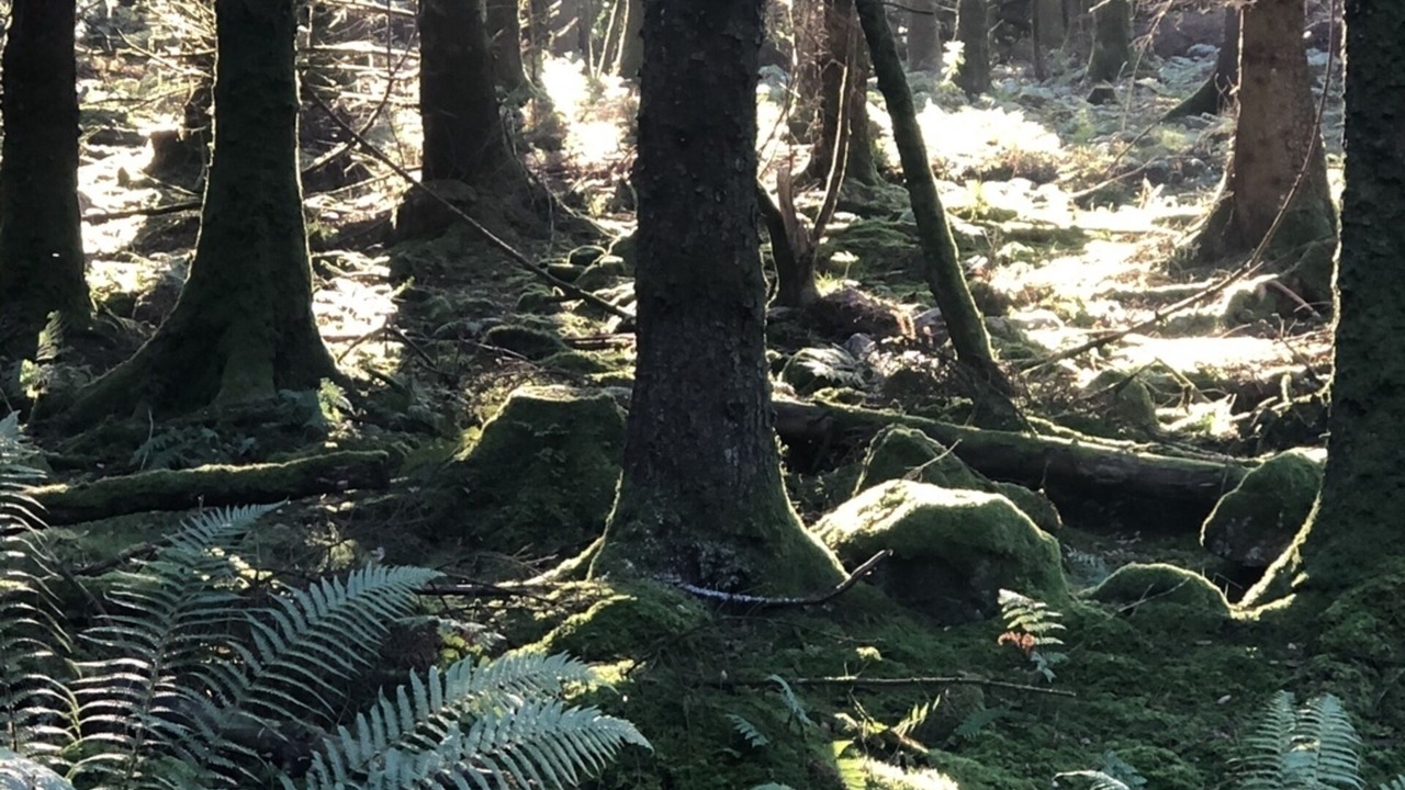 Photo of Others in Rockcliffe