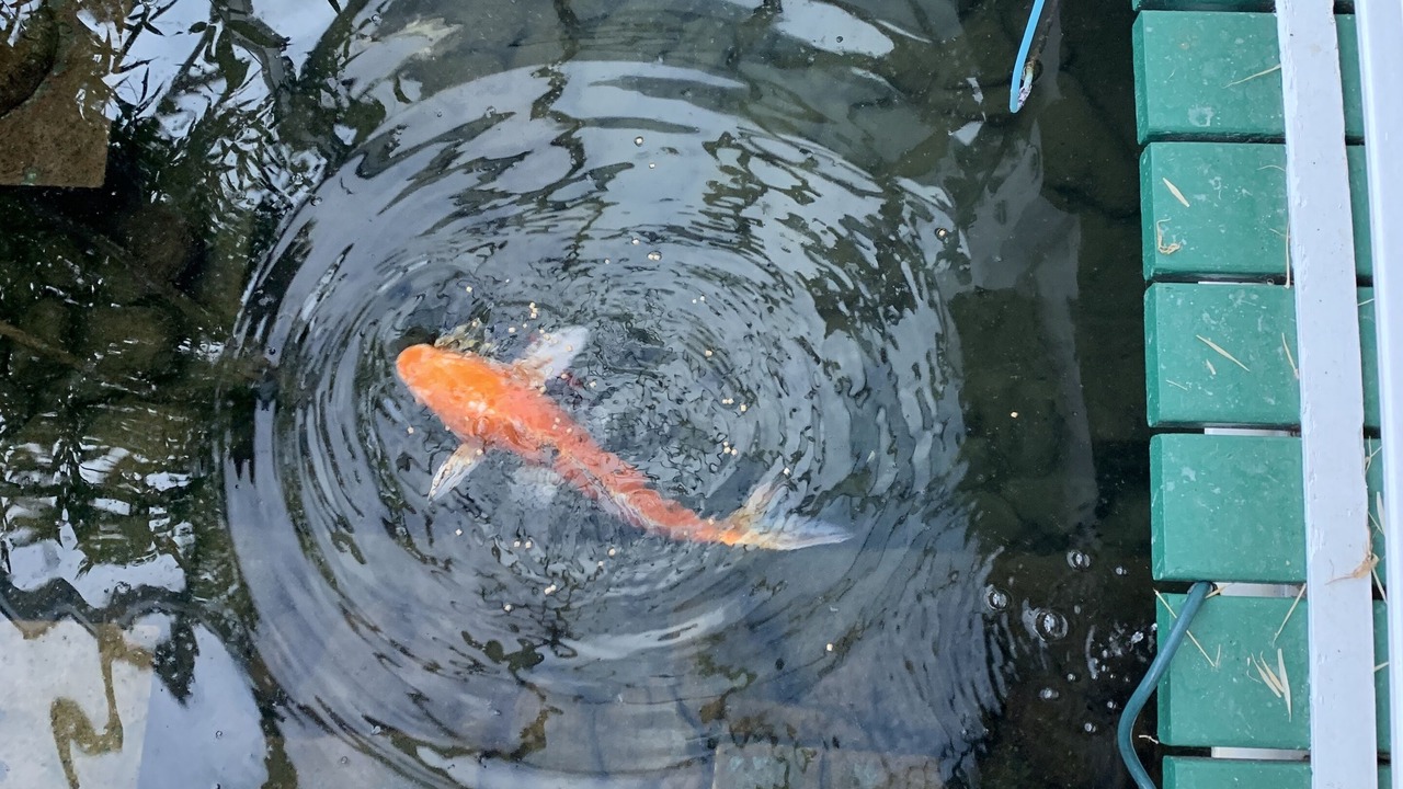 Photo of Outdoor in Osceola