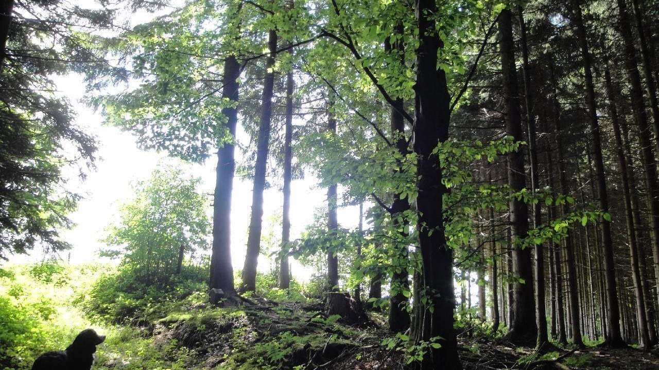 Photo of Others in Gaiserwald